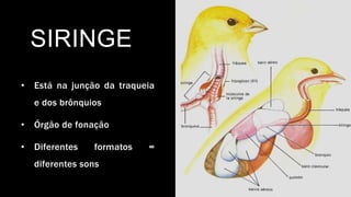 SIRINGE
• Está na junção da traqueia
e dos brônquios
• Órgão de fonação
• Diferentes formatos =
diferentes sons
 
