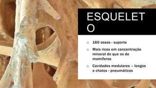 ESQUELET
O
o 160 ossos - suporte
o Mais ricos em concentração
mineral do que os de
mamíferos
o Cavidades medulares – longos
e chatos - pneumáticos
 