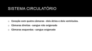SISTEMA CIRCULATÓRIO
o Coração com quatro câmaras - dois átrios e dois ventrículos.
o Câmaras direitas - sangue não oxigenado
o Câmaras esquerdas - sangue oxigenado
 