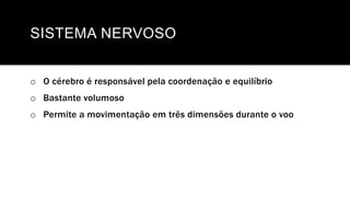 SISTEMA NERVOSO
o O cérebro é responsável pela coordenação e equilíbrio
o Bastante volumoso
o Permite a movimentação em três dimensões durante o voo
 