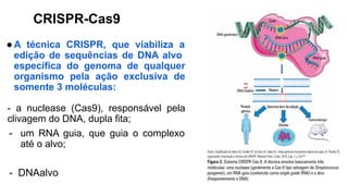CRISPR-Cas9
●A técnica CRISPR, que viabiliza a
edição de sequências de DNA alvo
específica do genoma de qualquer
organismo pela ação exclusiva de
somente 3 moléculas:
- a nuclease (Cas9), responsável pela
clivagem do DNA, dupla fita;
- um RNA guia, que guia o complexo
até o alvo;
- DNAalvo
 