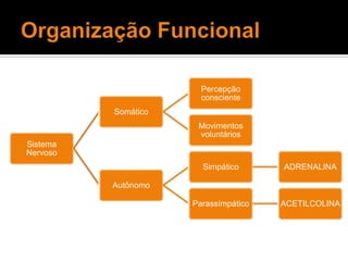 Organização Funcional