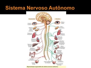 Sistema Nervoso Autônomo