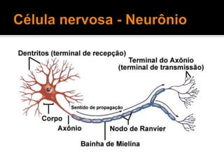 Célula nervosa - Neurônio