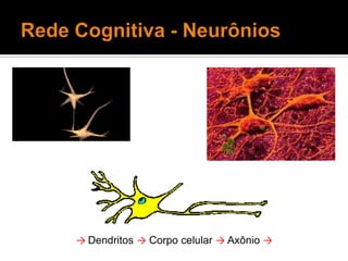 Rede Cognitiva - Neurônios-> Dendritos -> Corpo celular -> Axônio ->