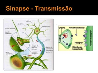 Sinapse - Transmissão