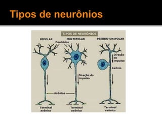 Tipos de neurônios