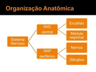 Organização Anatômica