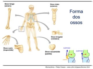 Forma dos ossos 