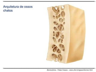 Arquitetura de ossos chatos 