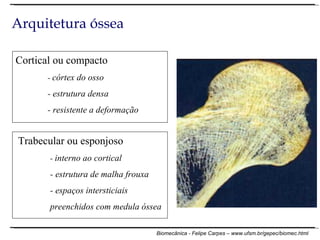 Cortical ou compacto -  córtex do osso - estrutura densa - resistente a deformação Trabecular ou esponjoso -  interno ao cortical - estrutura de malha frouxa - espaços intersticiais preenchidos com medula óssea Arquitetura óssea 