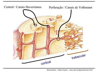 Perfuração /  Canais de Volkmann Central / Canais Haversianos cortical trabecular 