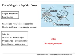 Modelação e remodelação óssea Remodelagem e depósito ósseo Cargas mecânicas Intermitentes Reabsorção > depósito:  osteoporose Miosite ossificante ~  calcificação precoce Ação de: Osteócitos -  mineralização Osteoclastos –  digerem matriz Osteoblastos -  reconstroem Vídeo Remodelagem óssea 