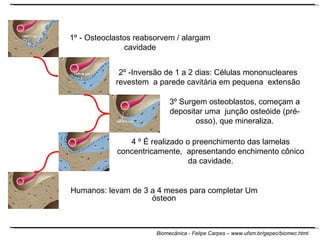Humanos: levam de 3 a 4 meses para completar Um ósteon 4 º É realizado o preenchimento das lamelas concentricamente,  apresentando enchimento cônico da cavidade. 3º Surgem osteoblastos, começam a depositar uma  junção osteóide (pré-osso), que mineraliza. 2º -Inversão de 1 a 2 dias: Células mononucleares revestem  a parede cavitária em pequena  extensão 1º - Osteoclastos reabsorvem / alargam cavidade 