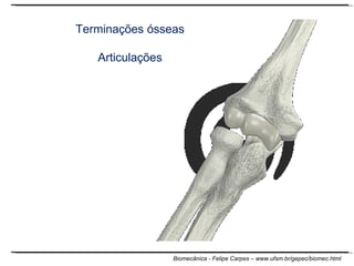 Terminações ósseas Articulações 
