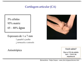 Cartilagem articular (CA) 5% células 95% matriz 65 – 80%  água Espessura de 1 a 7 mm ↑  quadril e joelho ↓  tornozelo e cotovelo Anisotrópica Você sabia? Que a CA da patela tem ~ 5mm de espessura 