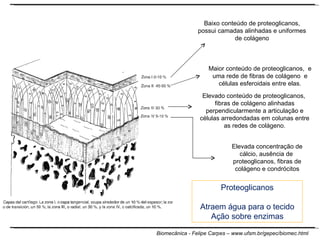 Baixo conteúdo de proteoglicanos, possui camadas alinhadas e uniformes de colágeno Maior conteúdo de proteoglicanos,  e uma rede de fibras de colágeno  e células esferoidais entre elas. Elevado conteúdo de proteoglicanos,  fibras de colágeno alinhadas perpendicularmente a articulação e células arredondadas em colunas entre as redes de colágeno. Elevada concentração de cálcio, ausência de  proteoglicanos, fibras de colágeno e condrócitos Proteoglicanos Atraem água para o tecido Ação sobre enzimas 