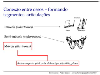 Conexão entre ossos – formando segmentos: articulações Imóveis  (sinartroses) Semi-móveis  (anfiartroses) Móveis  (diartroses) Bola e soquete, pivô, sela, dobradiça, elipsóide, plana 