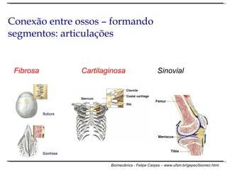 Fibrosa  Cartilaginosa  Sinovial Conexão entre ossos – formando segmentos: articulações 