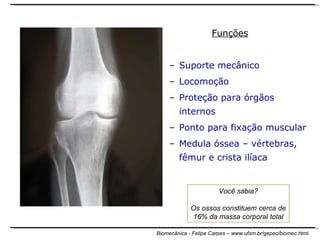 Funções Suporte mecânico Locomoção Proteção para órgãos internos Ponto para fixação muscular Medula óssea – vértebras, fêmur e crista ilíaca Você sabia? Os ossos constituem cerca de 16% da massa corporal total 
