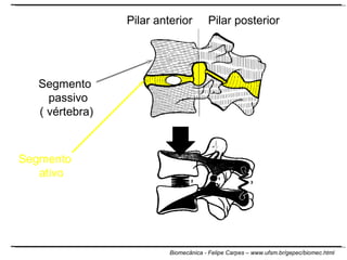 Pilar anterior Pilar posterior Segmento  passivo  ( vértebra) Segmento ativo 