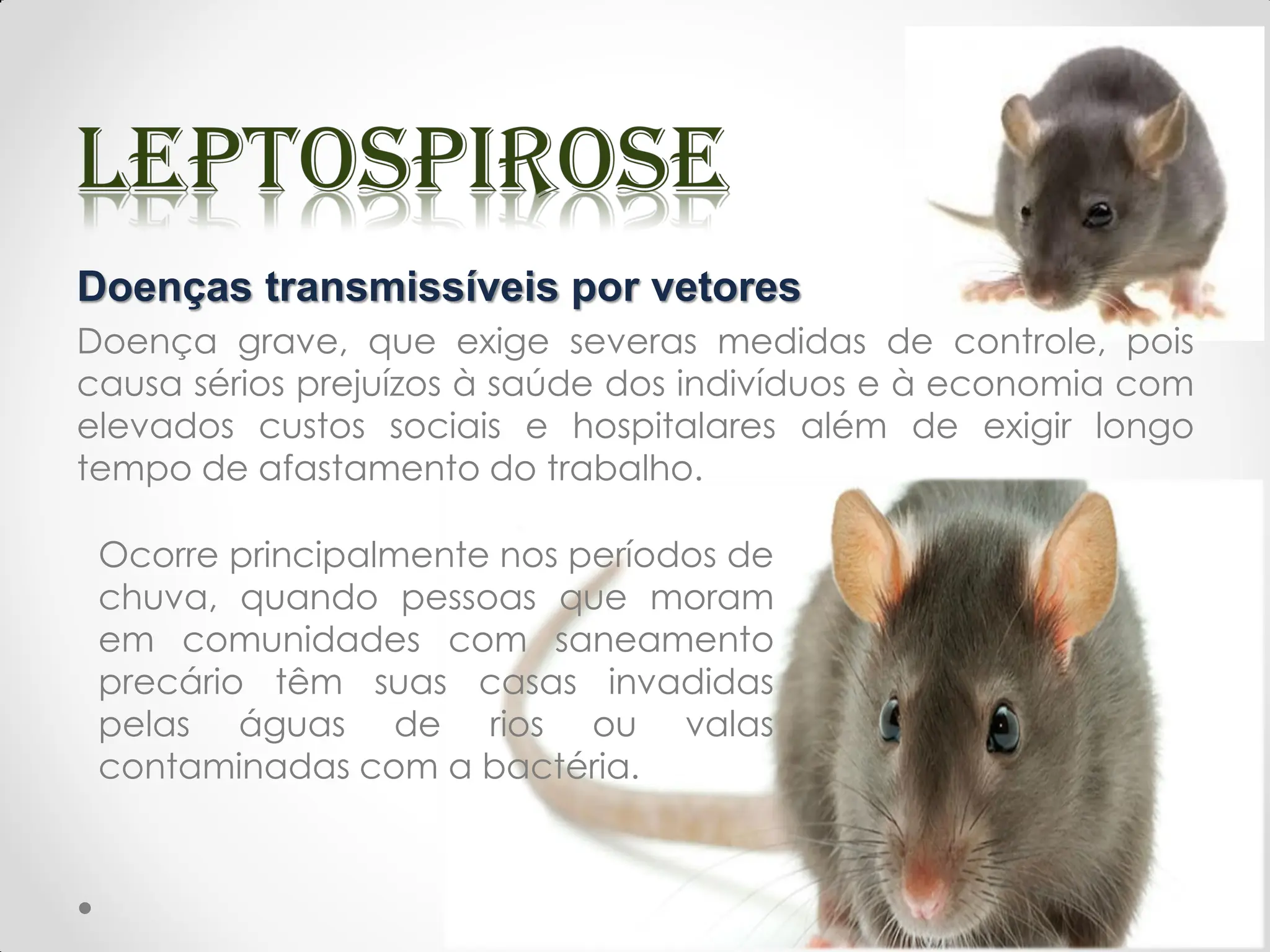 Ocorre principalmente nos períodos de
chuva, quando pessoas que moram
em comunidades com saneamento
precário têm suas casas invadidas
pelas águas de rios ou valas
contaminadas com a bactéria.
Doenças transmissíveis por vetores
Doença grave, que exige severas medidas de controle, pois
causa sérios prejuízos à saúde dos indivíduos e à economia com
elevados custos sociais e hospitalares além de exigir longo
tempo de afastamento do trabalho.
 