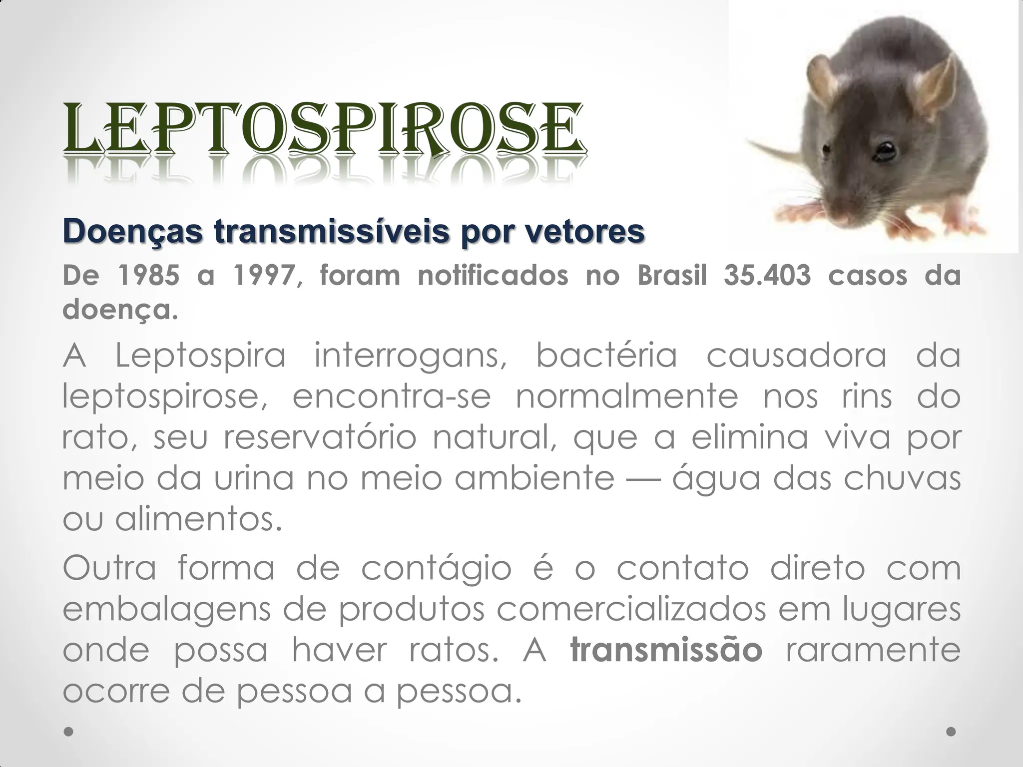 Doenças transmissíveis por vetores
De 1985 a 1997, foram notificados no Brasil 35.403 casos da
doença.
A Leptospira interrogans, bactéria causadora da
leptospirose, encontra-se normalmente nos rins do
rato, seu reservatório natural, que a elimina viva por
meio da urina no meio ambiente — água das chuvas
ou alimentos.
Outra forma de contágio é o contato direto com
embalagens de produtos comercializados em lugares
onde possa haver ratos. A transmissão raramente
ocorre de pessoa a pessoa.
 