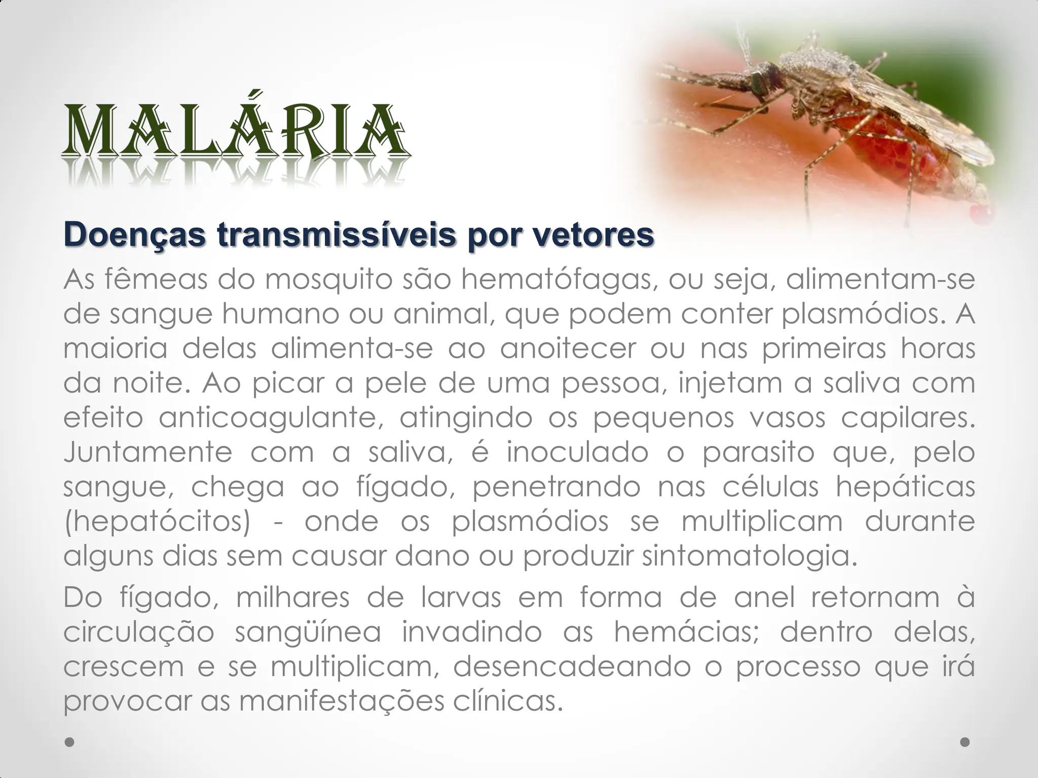 Doenças transmissíveis por vetores
As fêmeas do mosquito são hematófagas, ou seja, alimentam-se
de sangue humano ou animal, que podem conter plasmódios. A
maioria delas alimenta-se ao anoitecer ou nas primeiras horas
da noite. Ao picar a pele de uma pessoa, injetam a saliva com
efeito anticoagulante, atingindo os pequenos vasos capilares.
Juntamente com a saliva, é inoculado o parasito que, pelo
sangue, chega ao fígado, penetrando nas células hepáticas
(hepatócitos) - onde os plasmódios se multiplicam durante
alguns dias sem causar dano ou produzir sintomatologia.
Do fígado, milhares de larvas em forma de anel retornam à
circulação sangüínea invadindo as hemácias; dentro delas,
crescem e se multiplicam, desencadeando o processo que irá
provocar as manifestações clínicas.
 