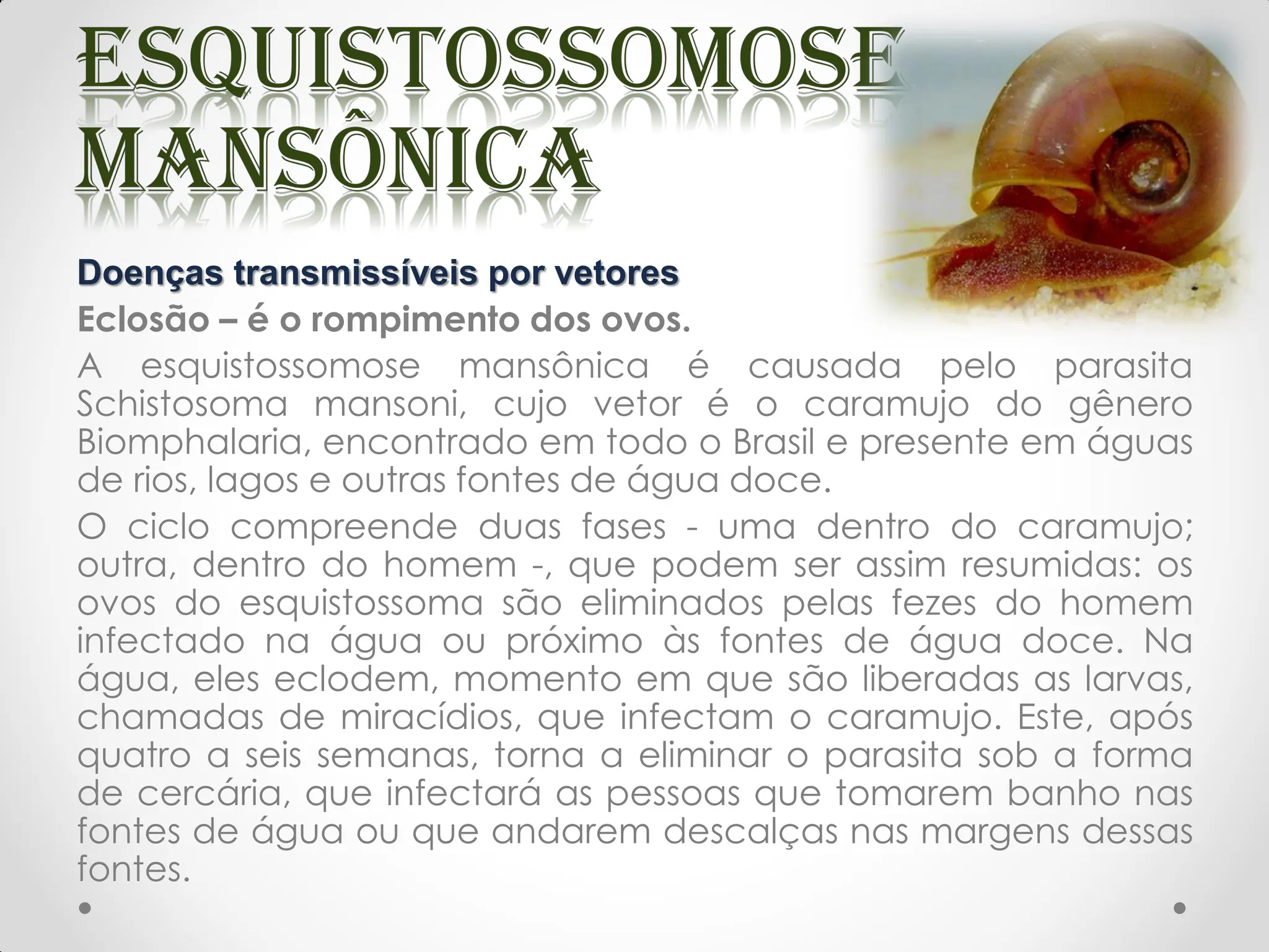 Doenças transmissíveis por vetores
Eclosão – é o rompimento dos ovos.
A esquistossomose mansônica é causada pelo parasita
Schistosoma mansoni, cujo vetor é o caramujo do gênero
Biomphalaria, encontrado em todo o Brasil e presente em águas
de rios, lagos e outras fontes de água doce.
O ciclo compreende duas fases - uma dentro do caramujo;
outra, dentro do homem -, que podem ser assim resumidas: os
ovos do esquistossoma são eliminados pelas fezes do homem
infectado na água ou próximo às fontes de água doce. Na
água, eles eclodem, momento em que são liberadas as larvas,
chamadas de miracídios, que infectam o caramujo. Este, após
quatro a seis semanas, torna a eliminar o parasita sob a forma
de cercária, que infectará as pessoas que tomarem banho nas
fontes de água ou que andarem descalças nas margens dessas
fontes.
 