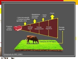 ENERGIA Nutrição Animal
 EMAn - Energia metabolizável aparente
corrigida pelo balanço de nitrogênio
(nitrogênio retido).
EMAn = EB dieta – EB excreta – (BN X 8,22)
FRAÇÕES ENERGÉTICAS
 Subtrai-se a energia do gases (~8% da EB).
- A V E S -
Balanço de nitrogênio
(N dieta – N excreta)
Fator de correção
- RUMINANTES -
A EMA supõe que toda energia
excretada é proveniente do alimento.
 