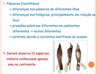  Pássaros (tentilhões)
-> diferenças nos pássaros de diferentes ilhas
-> diferenças morfológicas, principalmente em relação ao
bico
-> pressões seletivas diferentes em ambientes
diferentes -> nichos diferentes
-> existiam devido a correntes marítimas do aceano
 Darwin observa 13 espécies,
embora conhecesse apenas
uma no continente
 