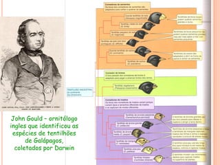 John Gould – ornitólogo
ingles que identificou as
espécies de tentilhões
de Galápagos,
coletados por Darwin
 