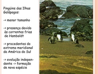Pingüins das Ilhas
Galápagos:
-> menor tamanho
-> presença devido
às correntes frias
de Hamboldt
-> procedentes do
extremo meridional
da América do Sul
-> evolução indepen-
dente -> formação
de nova espécie
 