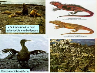 Leões marinhos -> nova
subespécie em Galápagos
Corvo-marinho-áptero
 