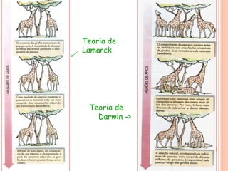 Teoria de
Darwin ->
Teoria de
Lamarck
 