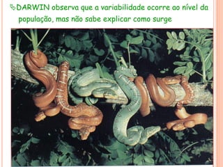 DARWIN observa que a variabilidade ocorre ao nível da
população, mas não sabe explicar como surge
 