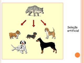 Seleção
artificial
 