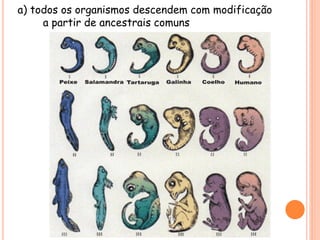 a) todos os organismos descendem com modificação
a partir de ancestrais comuns
 