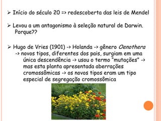  Início do século 20 => redescoberta das leis de Mendel
 Levou a um antagonismo à seleção natural de Darwin.
Porque??
 Hugo de Vries (1901) -> Holanda -> gênero Oenothera
-> novos tipos, diferentes dos pais, surgiam em uma
única descendência -> usou o termo “mutações” ->
mas esta planta apresentada aberrações
cromossômicas -> os novos tipos eram um tipo
especial de segregação cromossômica
 