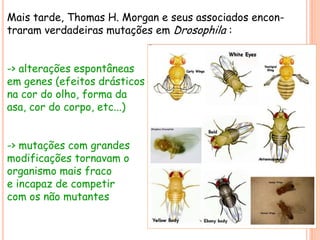 Mais tarde, Thomas H. Morgan e seus associados encon-
traram verdadeiras mutações em Drosophila :
-> alterações espontâneas
em genes (efeitos drásticos
na cor do olho, forma da
asa, cor do corpo, etc...)
-> mutações com grandes
modificações tornavam o
organismo mais fraco
e incapaz de competir
com os não mutantes
 