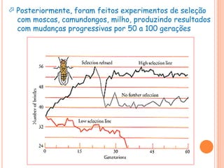  Posteriormente, foram feitos experimentos de seleção
com moscas, camundongos, milho, produzindo resultados
com mudanças progressivas por 50 a 100 gerações
 