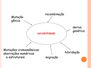 variabilidade
Mutação
gênica
recombinação
Mutações cromossômicas:
aberrações numéricas
e estruturais migração
hibridação
deriva
genética
 