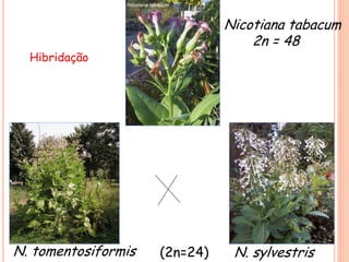 Nicotiana tabacum
2n = 48
N. tomentosiformis N. sylvestris
(2n=24)
Hibridação
 
