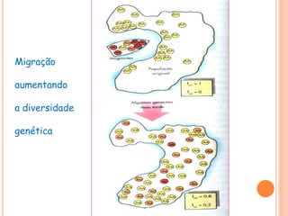 Migração
aumentando
a diversidade
genética
 