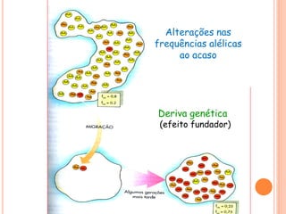 Deriva genética
(efeito fundador)
Alterações nas
frequências alélicas
ao acaso
 