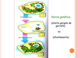 Deriva genética
(efeito gargalo de
garrafa)
ou
(afunilamento)
 