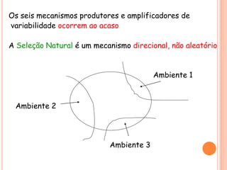 Os seis mecanismos produtores e amplificadores de
variabilidade ocorrem ao acaso
A Seleção Natural é um mecanismo direcional, não aleatório
Ambiente 1
Ambiente 2
Ambiente 3
 