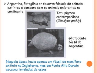  Argentina, Patagônia => observa fósseis de animais
extintos e compara com os animais existentes no
continente
Naquela época havia apenas um fóssil de mamífero
extinto na Inglaterra, mas em Punta Alta Darwin
escavou toneladas de ossos
Tatu pigmeu
contemporâneo
(Zaedyus pichiy)
Gliptodonte
fóssil da
Argentina
 