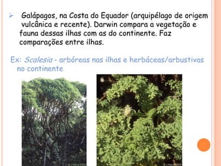  Galápagos, na Costa do Equador (arquipélago de origem
vulcânica e recente). Darwin compara a vegetação e
fauna dessas ilhas com as do continente. Faz
comparações entre ilhas.
Ex: Scalesia - arbóreas nas ilhas e herbáceas/arbustivas
no continente
 