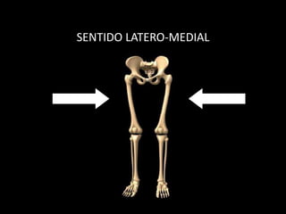SENTIDO LATERO-MEDIAL
 